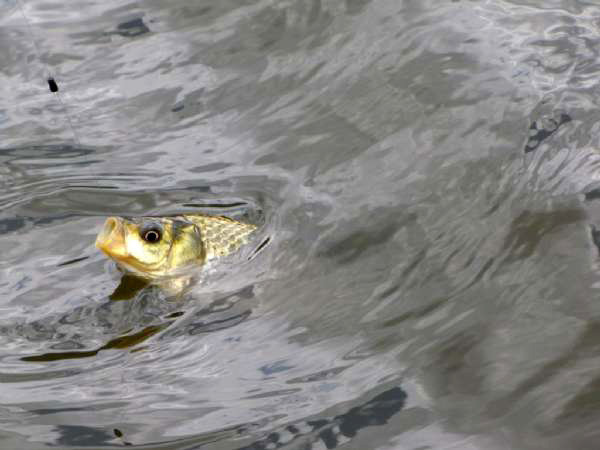 刮风|钓鱼和刮风有什么联系能回答这三个问题,说明你钓鱼有些年头了