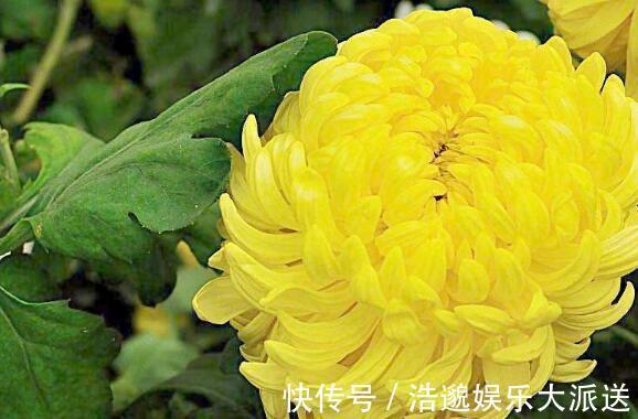 花瓣|夏季想养菊花选“绿水秋波”开花似“毛球”超可爱，养上值了