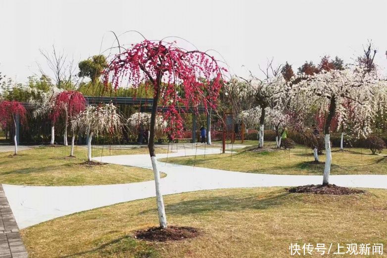 错过|快来一起赏“梅”景！去年没约成，今年别错过啦
