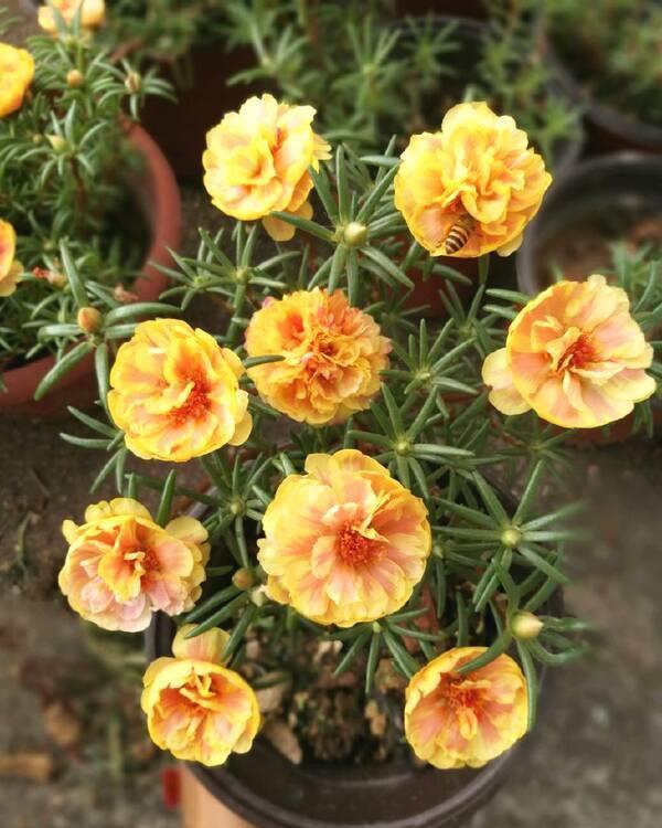 友好|4款花又美又香,花量繁多,全年开不停,对待新手很友好