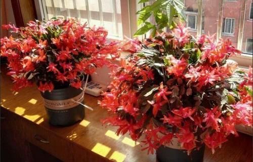 蟹爪兰多长时间浇一次水，多少才合适？