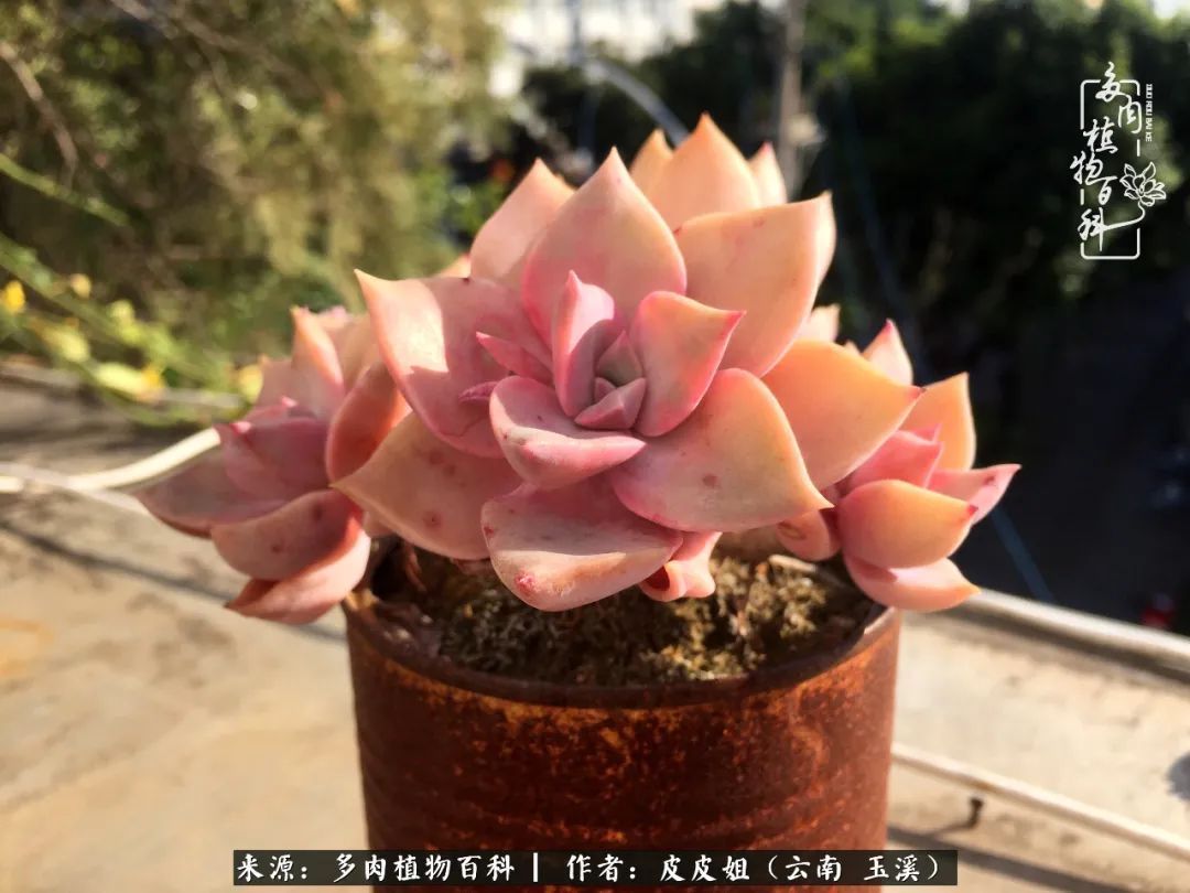 秋黄|柴米油盐的日子,养几盆多肉吧,为生活添几抹色彩!