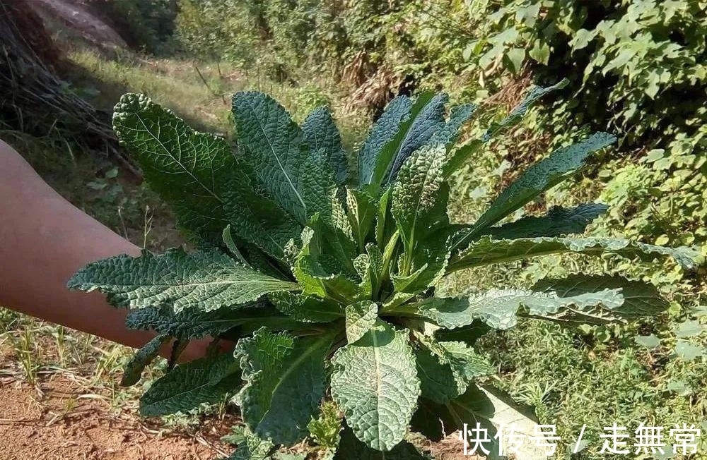 野草|满身长满疙瘩，但价值很高，如今成民间极品野菜，煮鸡蛋吃止咳