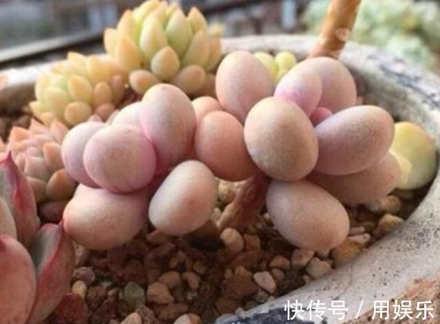 gt|看一眼就入“多肉坑”,这10种高人气多肉,外表太可爱了!