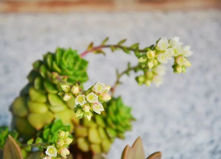 面朝大海的多肉们，在四季变迁中生生不息！