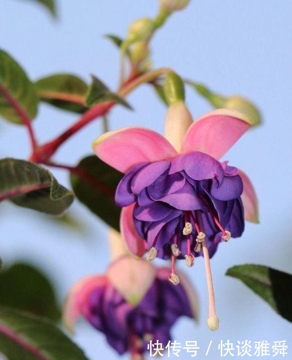 四季|阳台上养盆它,喜庆又漂亮,一棵扦插十棵,四季都开花
