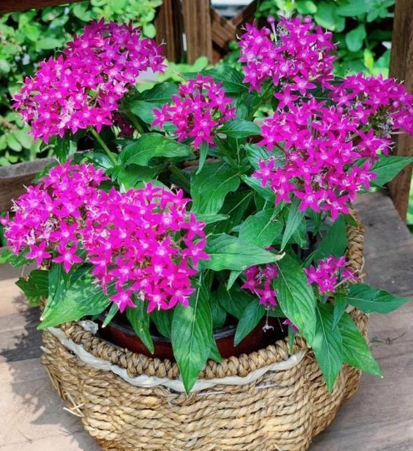 养花旧土该如何重复利用掌握这些，不用多费劲就能变成新土