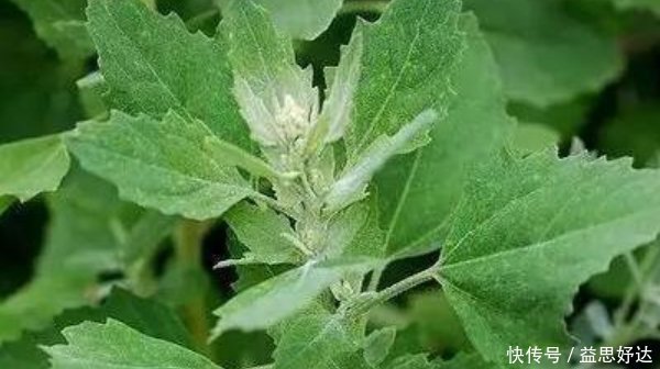野菜|吃藥不如吃野菜，農村最常見的4種野菜，原來都是珍貴中草藥