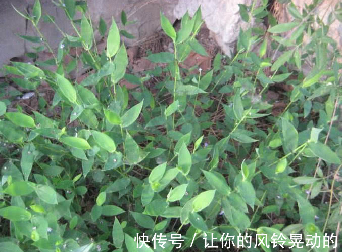 竹叶|野外一种长得像竹叶的野草,曾是皇室用品,人称“帝王之草”