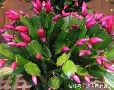 蚯蚓|捡来1种土块,碾碎泡水,制成万能肥,养花根壮、花多