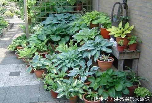 花盆|养花盆土生“白毛”，不要急！只需“必备”几点，白毛自然消失