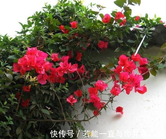 养三角梅,1把“黑球”撒土里,枝条一下“窜2米”,开花1000朵!