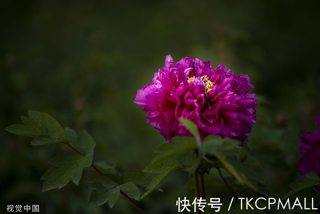 甲天下#品冠群芳,国色天香——焦骨牡丹