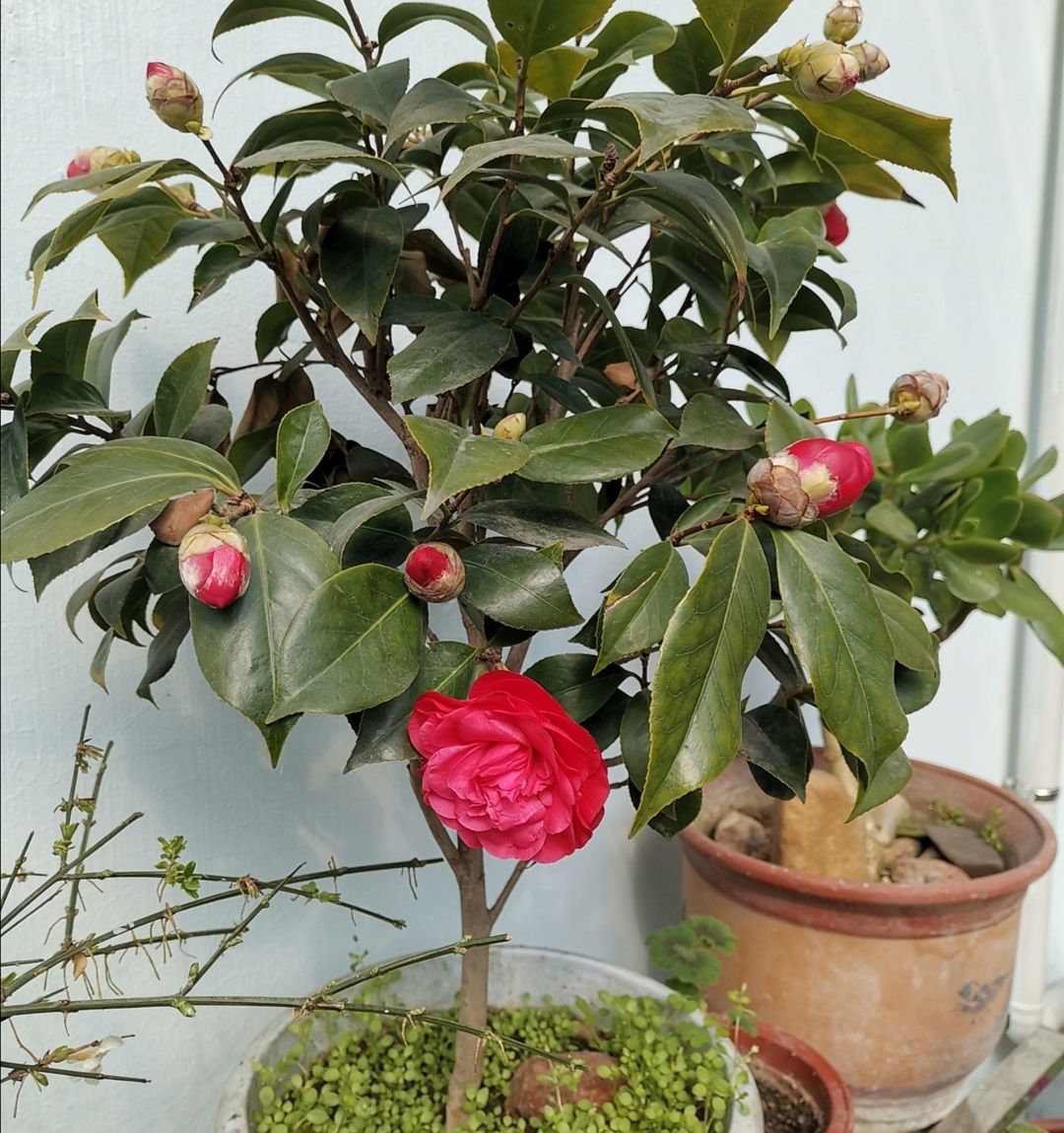 茶花掉花苞,多是4个原因造成,要及时调整养护方法