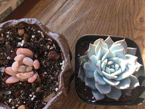 多肉一化水就死,邻居奶奶这样处理,才第三天叶子就翠绿了