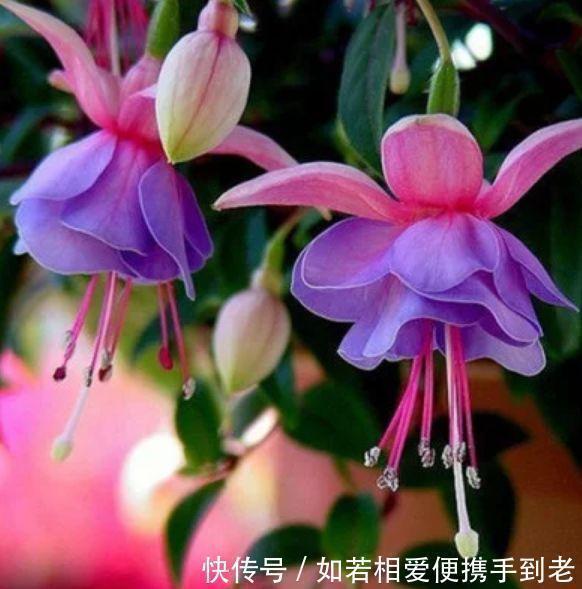 传家宝|4种花,一养就是100年,开花漂亮,优雅高贵,养成“传家宝”