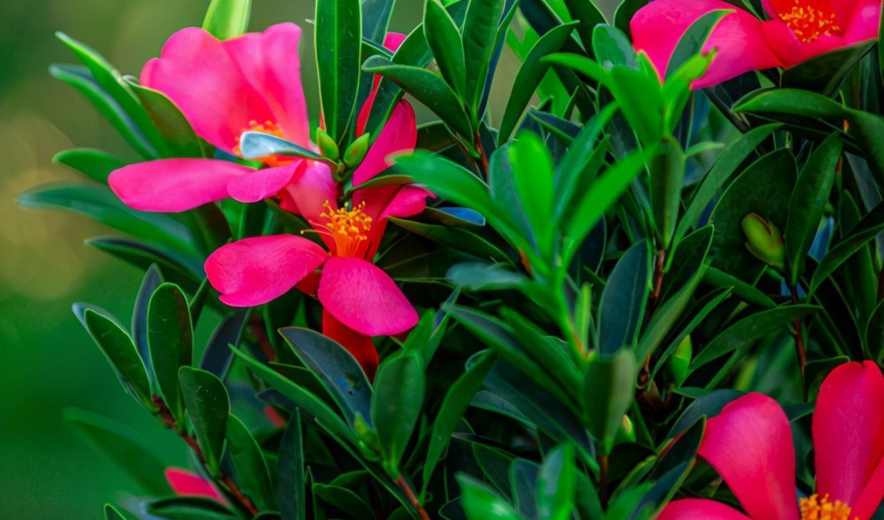 夏天|夏天也开花的茶花,怎么养护才能不出现问题,3个重点要知道