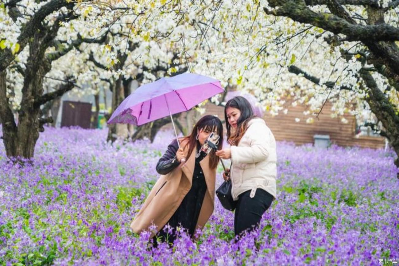 梨花一枝春带雨，梨兰相会总关情