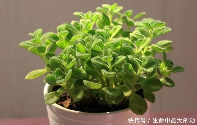 在办公室摆上这三种盆栽,淡淡清香飘满房间,美观还提神醒脑