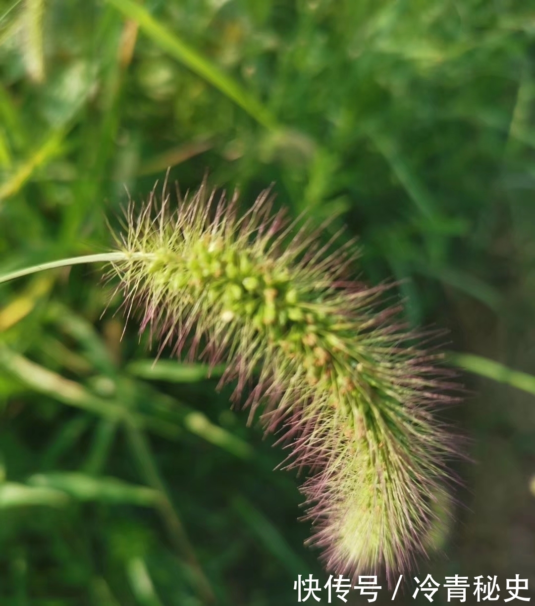 忙种|芒种——又叫“忙种”,是 二十四节气中的第九个节气