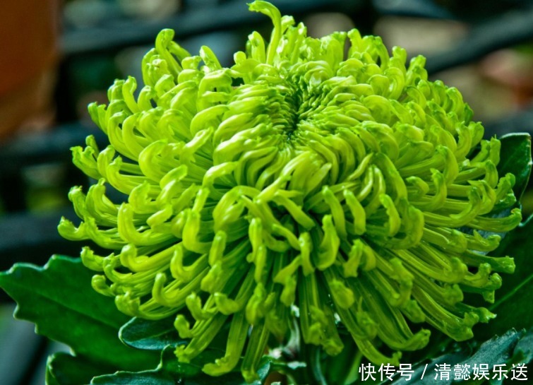 绿牡丹|此菊,花开“碧绿如玉”,属“十大名菊”,清香袭人,开花爆盆!