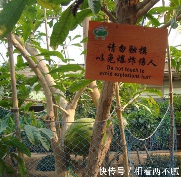 牌子|小伙发现树上长满了“西瓜”,看清旁边牌子上的字后,恍然大悟