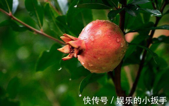 农历9月28日霜降后,养什么花?以下3种花,喜气洋洋福享新春