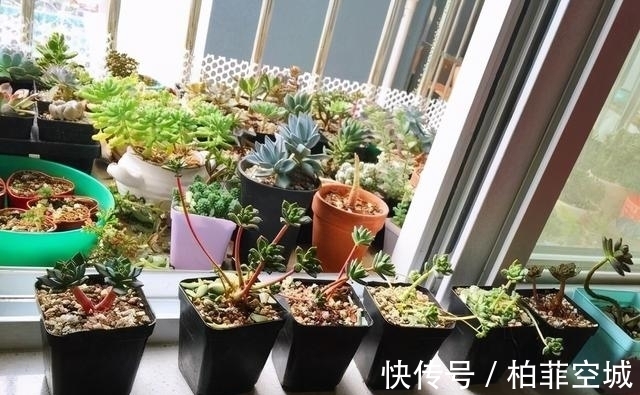 技巧|多肉有三怕,教你几个小技巧,重新缀化,憋成群生肉墩子