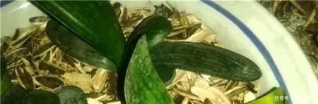 松针|路边捡一把扔到花盆里,土壤肥的流油,根壮不腐烂,3年不用换土!