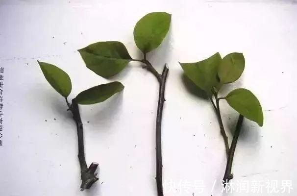 生根|月季、三角梅不生根剪1块海绵捂一捂，2周冒白根，长势喜人