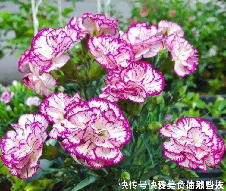 4种福运花,自带福气好养活,随便一养成花海,太美了!