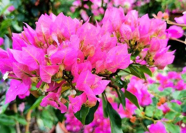 修剪三角梅,记住“3字口诀”,侧芽多,花苞多,开花爆盆很简单