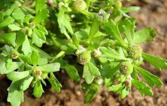 克星|鼻炎的“克星”找到了,每天抹一点,鼻炎不再扰,谁用谁受益