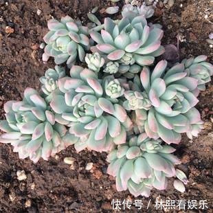 白霜|他把多肉上的白霜擦掉，结果一周就养死了，原来里面有这玄机！