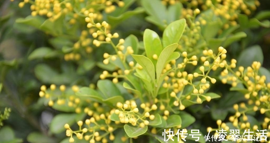 香水|此花被称为“香水机器”,花香浓郁能驱蚊,开花就是200天