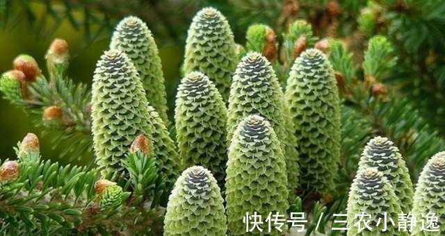 采摘|此为“濒危物”,请别因果实美丽,而折枝采摘,要保护