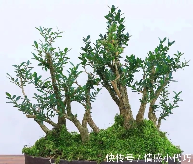 罗汉松|推荐八种镇宅辟邪的植物,家里养一盆,护宅守家保平安