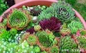 老桩|3种多肉植物，号称“爆崽小能手”，上色美长满盆，养成群生老桩