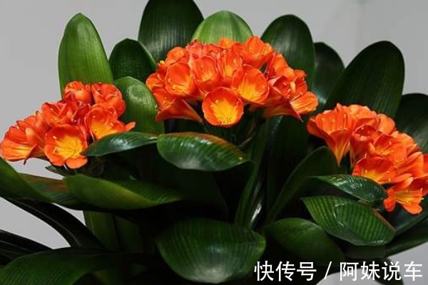 此花被称为“富贵之花”，象征美好，能给家庭带来富贵之气！