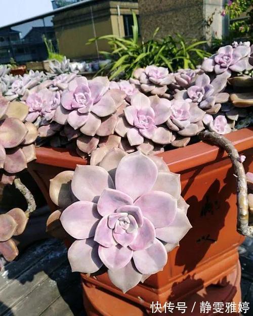此款多肉植物,好养又贵气,易爆头长成小老桩,养花大神都爱养!