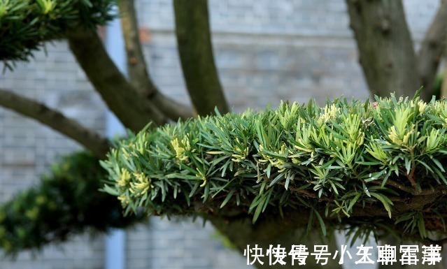 吉祥|庭院无树,无福无禄?有院子就种15种树,随便选一种,吉祥又好看