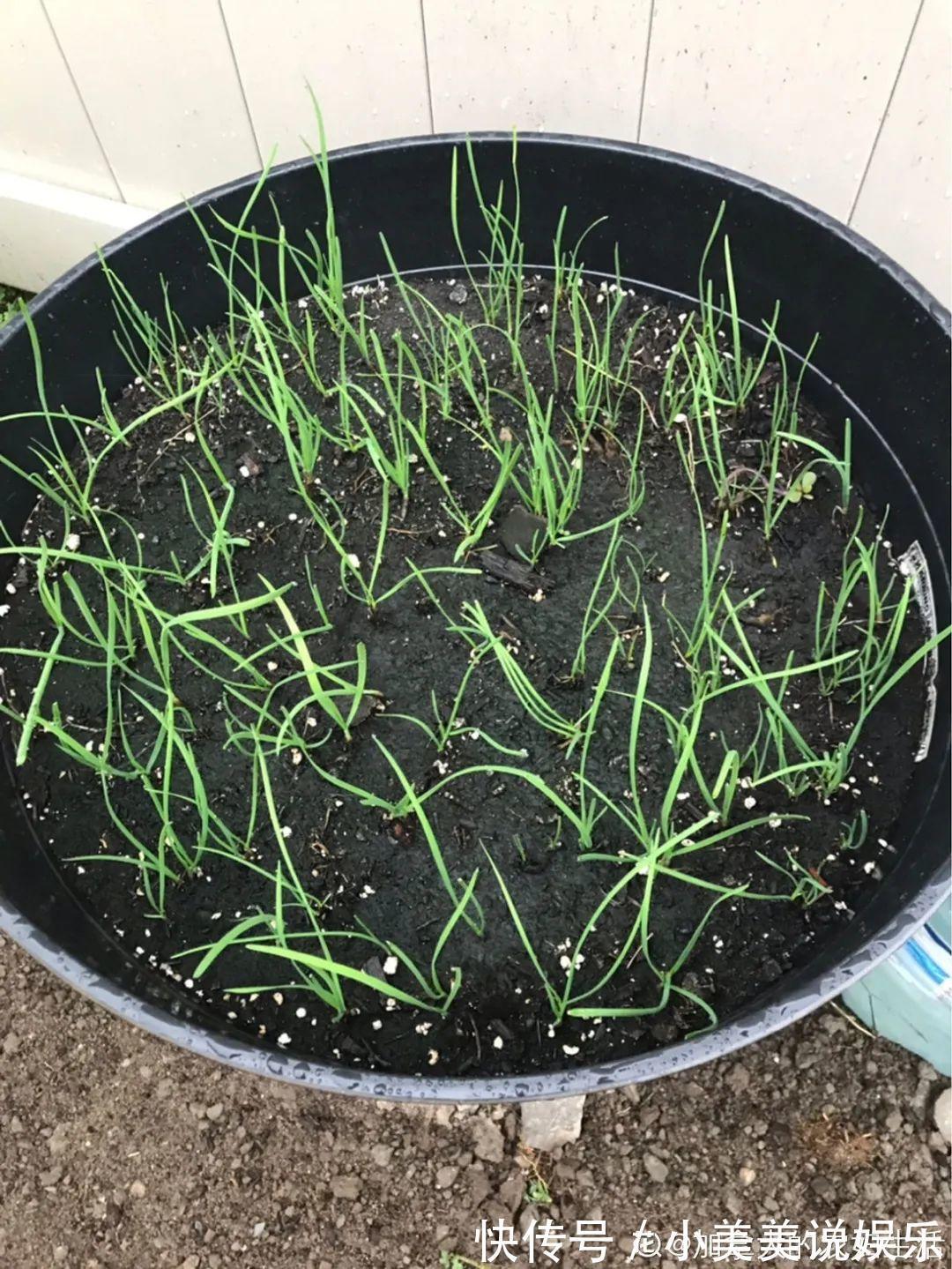 长春花|7种花最干净,门口、窗台放一盆,蚊虫不敢靠近!