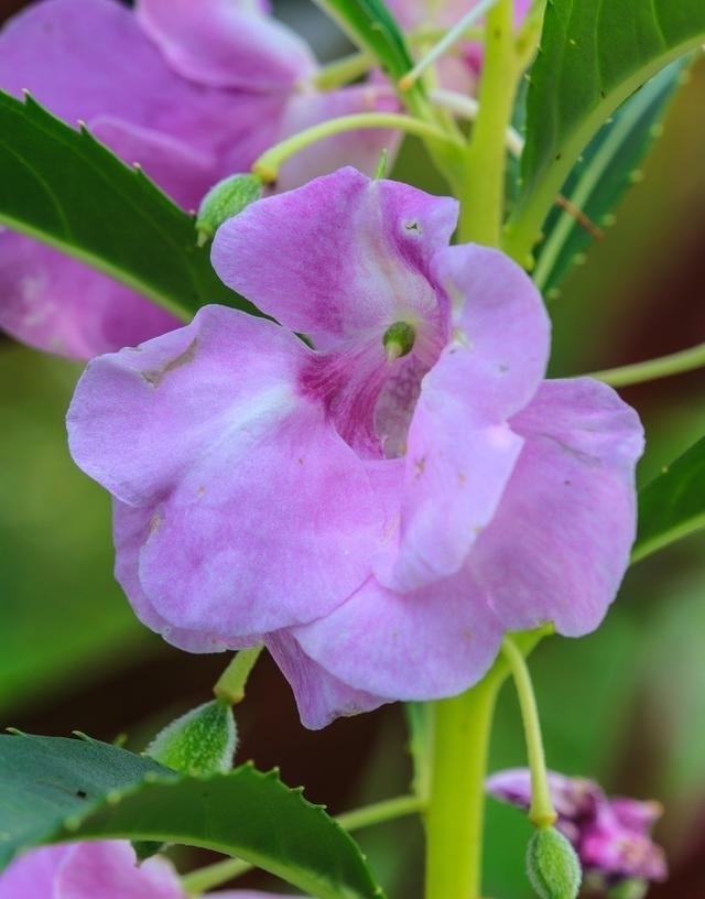 格外|认老乡啦!这6种花你们叫什么?名字土到掉渣,却格外亲切