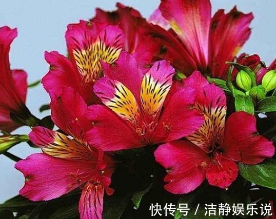 此“花”盛开富贵之感，花色繁多又艳丽，养在家中一年四季赏花