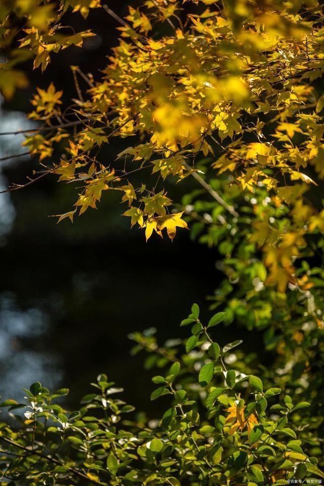 瑞鹧鸪!枯叶诗词13首破洞犹生残缺美,譬如遗憾伴人生