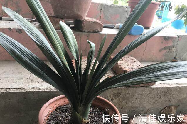 叶片|养君子兰,犯了2个错,不再整齐划一,歪七扭八太不像话