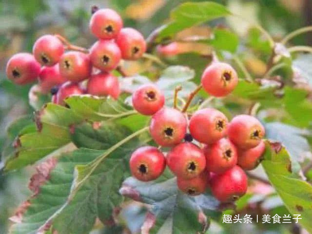 山楂|天然“抗癌药”找到了,没事多吃点,癌细胞或将“消失无踪”!