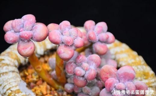 花友会|一位花友控养了3年的桃蛋,看看美不美,做好这几点你养桃蛋也美!