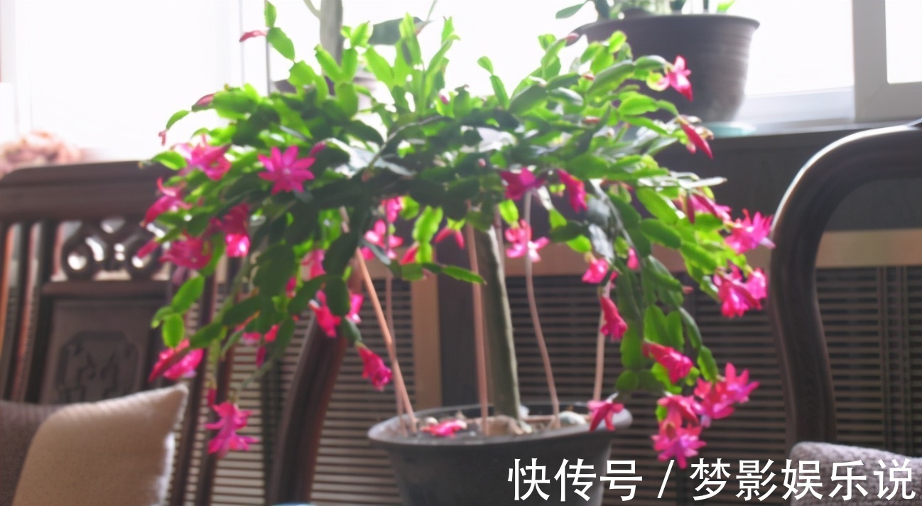 掌握住这个“催花技巧”，养蟹爪兰或其他花卉全不用愁了