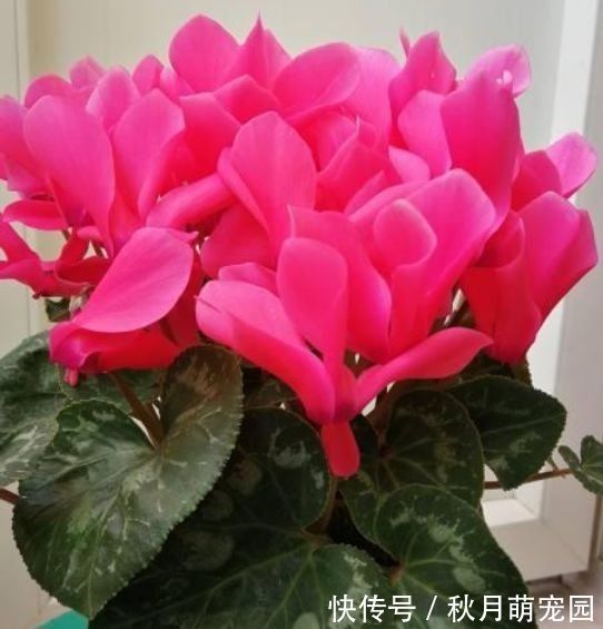 花友|家里养这几款花卉，养一盆轻松爆开花，美艳动人，花朵灿烂迷人眼